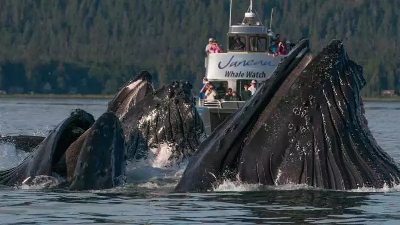 Juneau: Humpback Whale Watching and Mendenhall Glacier | GetYourGuide