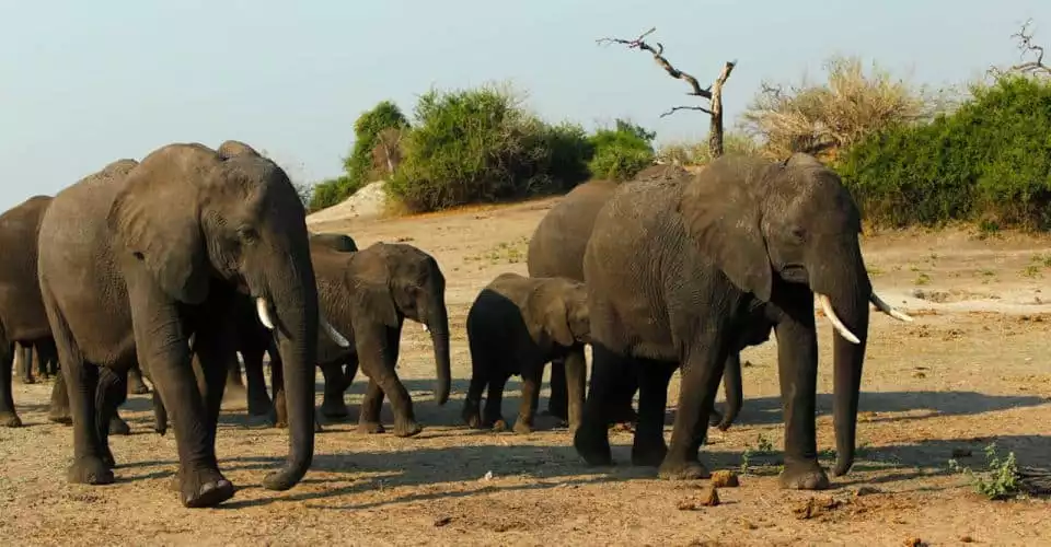 Kasane: Chobe National Park Full-Day Game Drive Safari | GetYourGuide