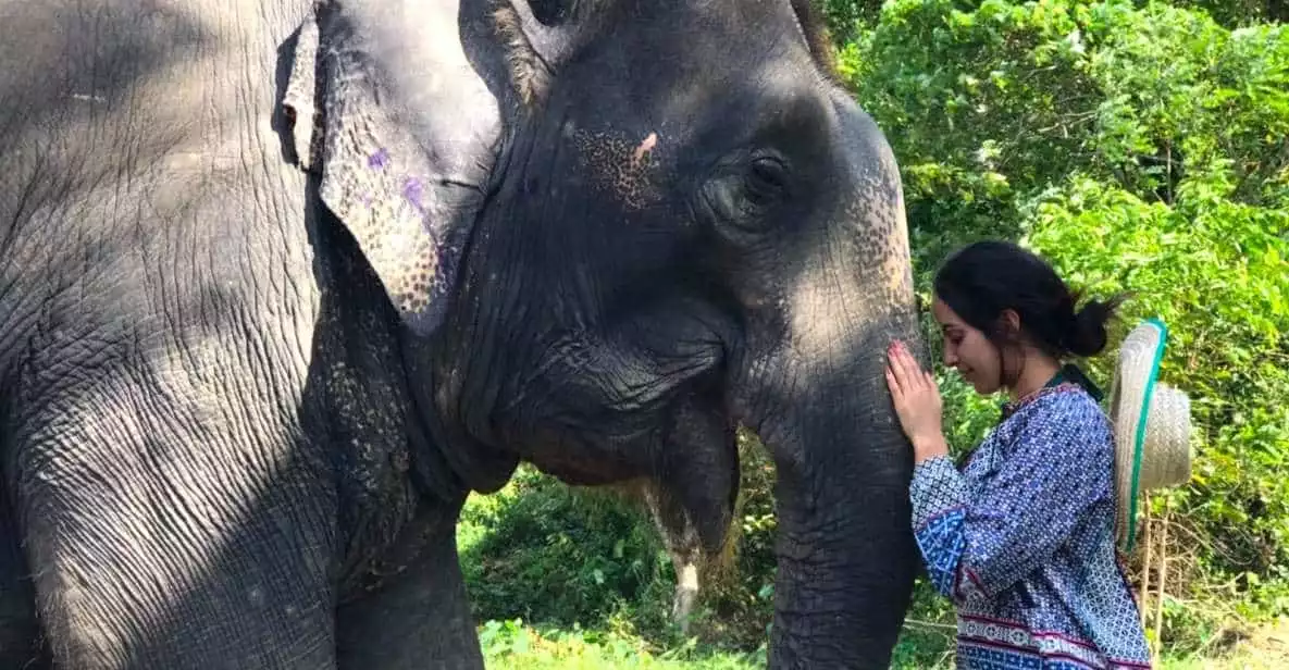 Krabi: Ao Nang Elephant Sanctuary Half-Day Tour | GetYourGuide