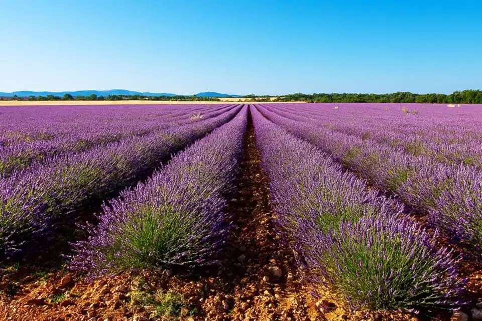 From Marseille: Full-Day Valensole Lavender Fields Tour | GetYourGuide