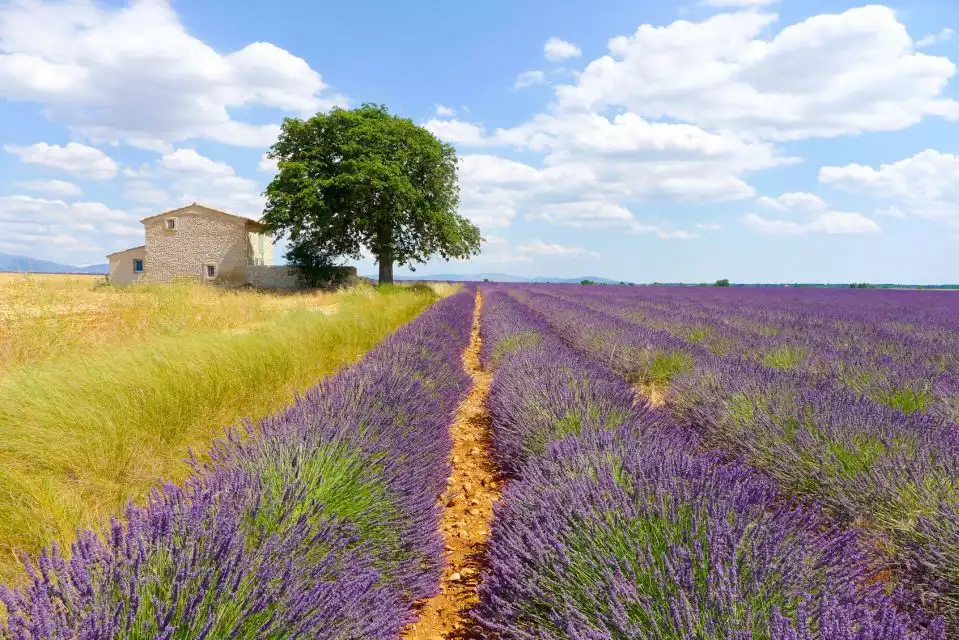 From Avignon: 1-Day Lavender Tour | GetYourGuide