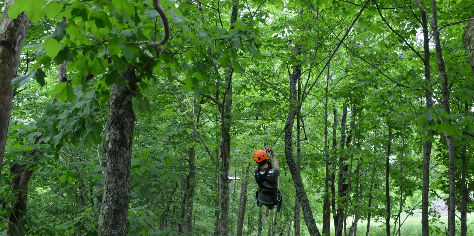 Lexington: Fully Guided Zipline Canopy Tour | GetYourGuide