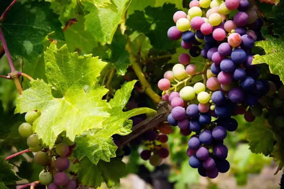 Grape Escape: Troodos Mountain Wine Tour with a Local | GetYourGuide