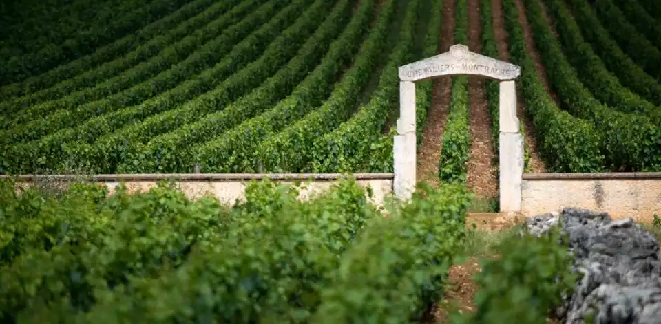 Burgundy Vineyards: Luxury Private Tours | GetYourGuide