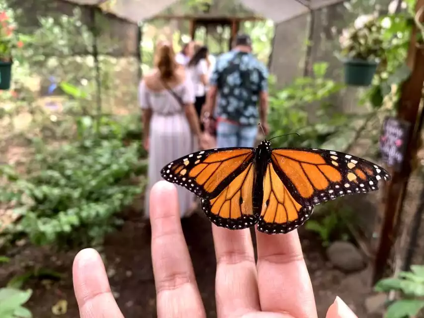 Maui: Interactive Butterfly Farm Entrance Ticket | GetYourGuide