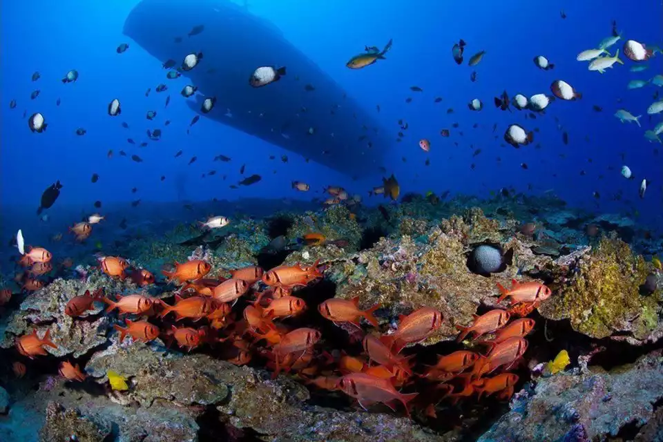 Maui: Underwater Submarine Adventure | GetYourGuide