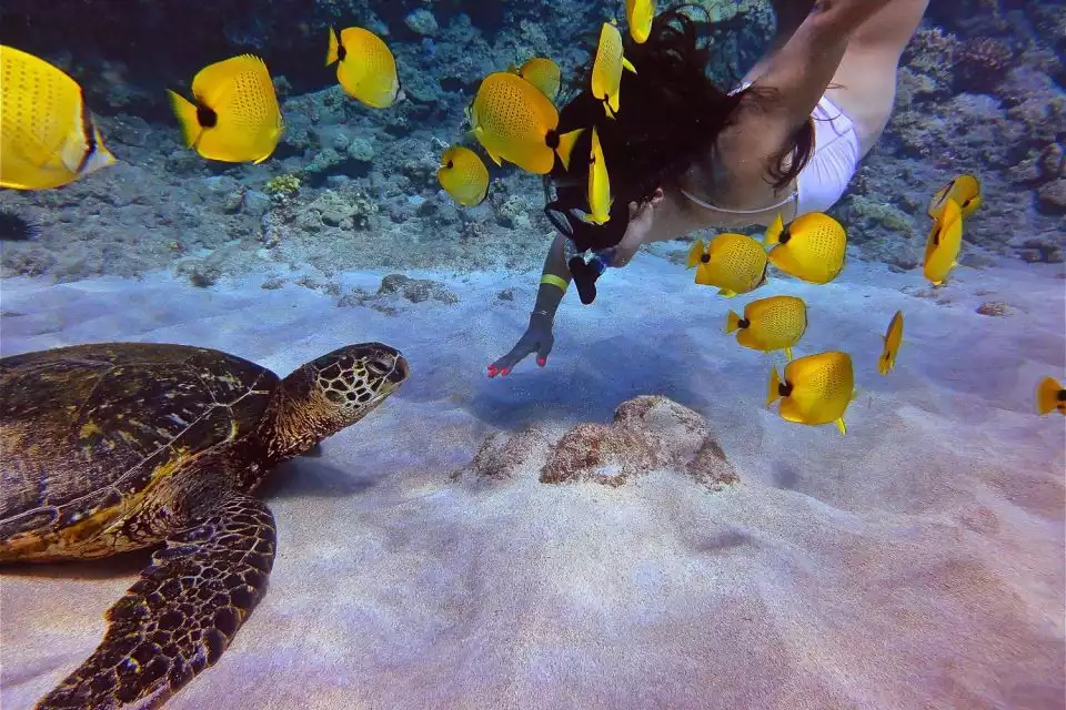 Maui, Lahaina: Turtle Town Snorkel & Whale Watch | GetYourGuide