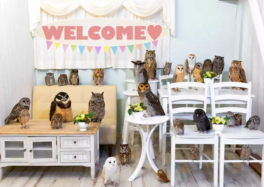 Tokyo: Meet Owls at the Owl Café in Akihabara | GetYourGuide