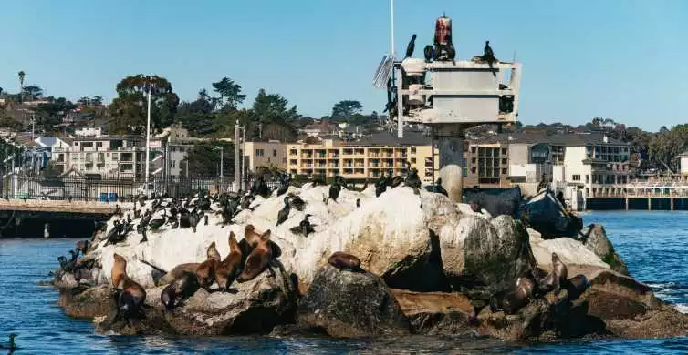 Monterey Bay: Whale Watching Tour | GetYourGuide