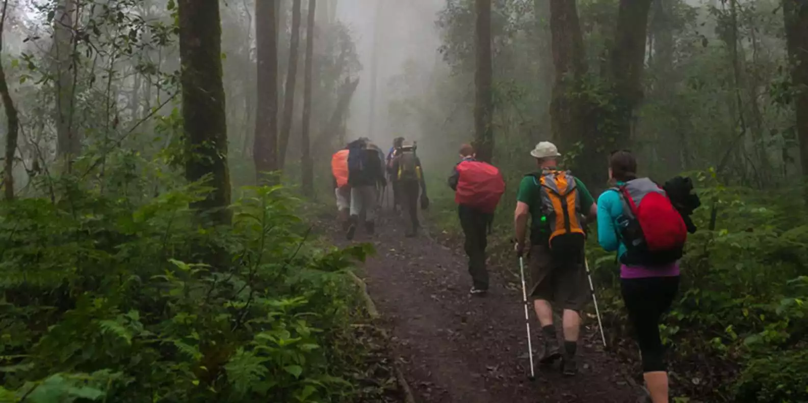 Mount Kilimanjaro National Park Day Trip | GetYourGuide