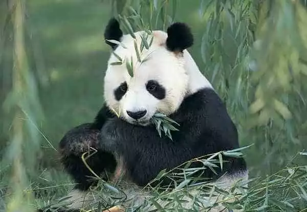 One day as Volunteer: Big Panda in Sechuan | GetYourGuide