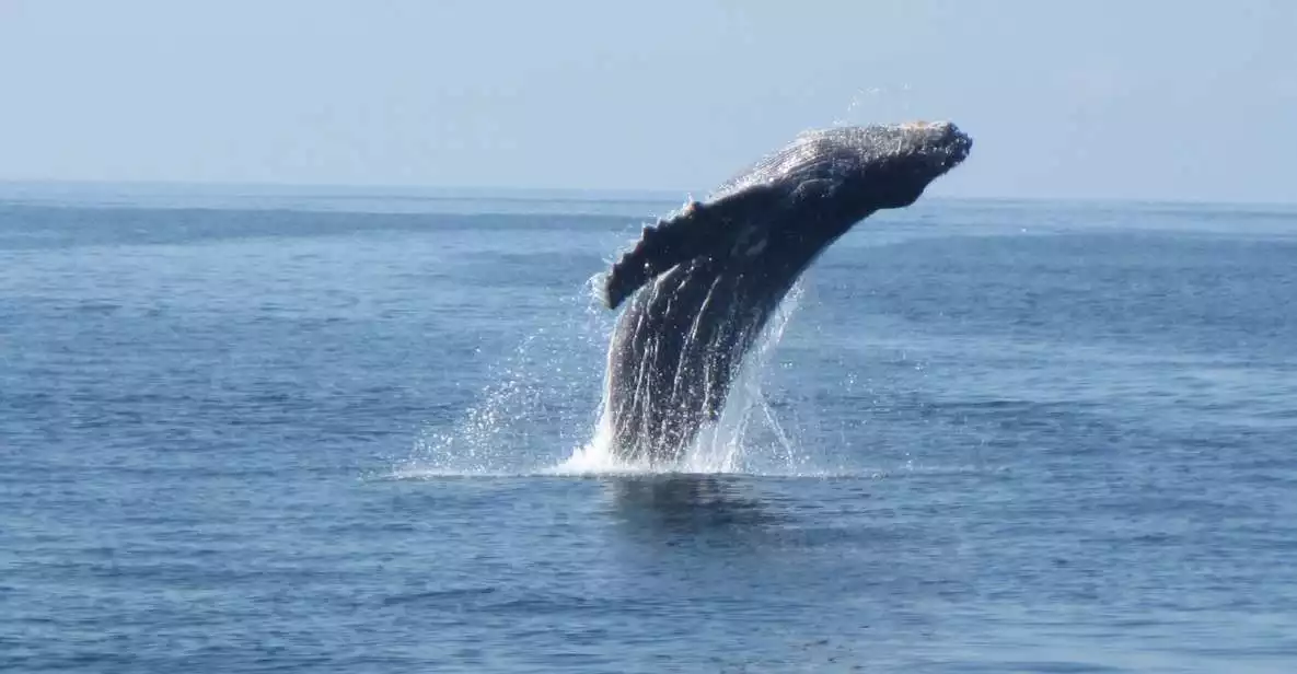 Puerto Escondido: Sunrise Dolphin and Whale Watching | GetYourGuide