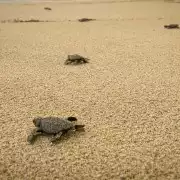 Puerto Escondido: Turtle Release Experience | GetYourGuide