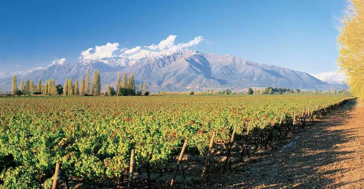 Santiago: Main Chilean Wineries Private Half-Day Tours | GetYourGuide