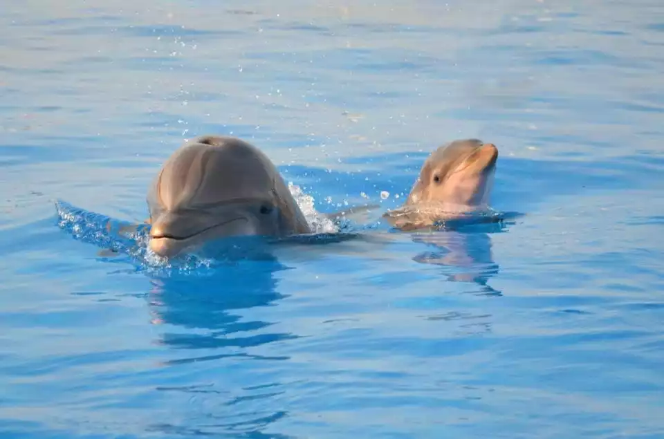 St. Augustine: Marineland Dolphin Meet & Greet | GetYourGuide