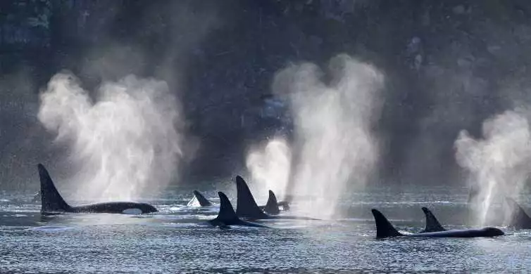 Telegraph Cove: Half-Day Whale Watching Tour | GetYourGuide