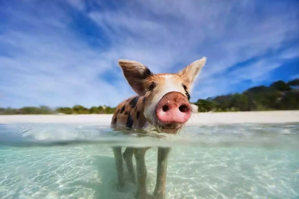 From Nassau: Exuma Swimming Pigs, Sharks and More | GetYourGuide