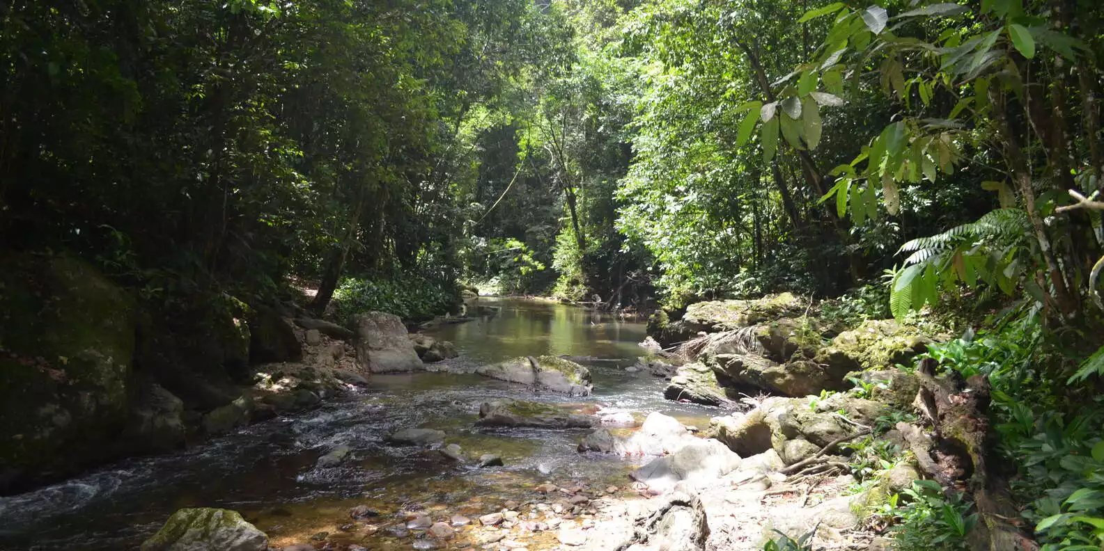 Trinidad & Tobago: Rainforest Hike to Avocat Waterfall | GetYourGuide