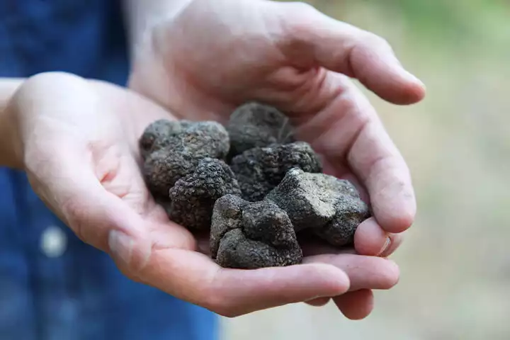 Truffle Hunting in Provence | GetYourGuide