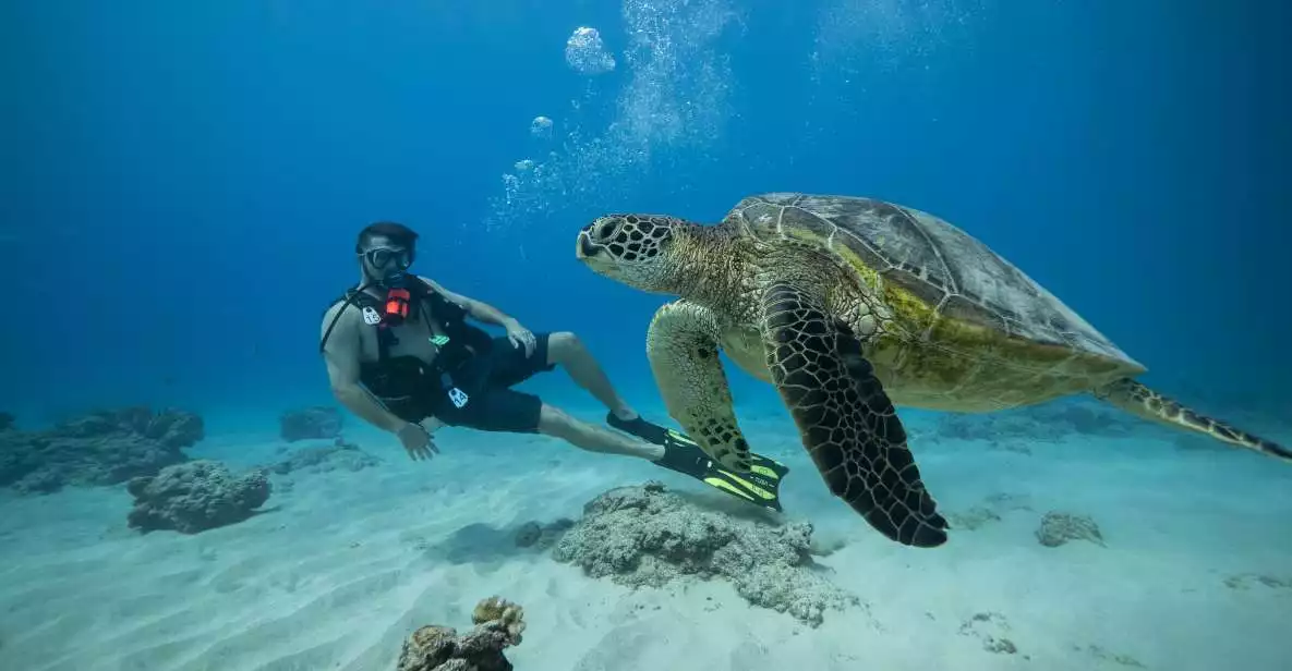 Waikiki: Oahu Discovery Scuba Diving for Beginners | GetYourGuide