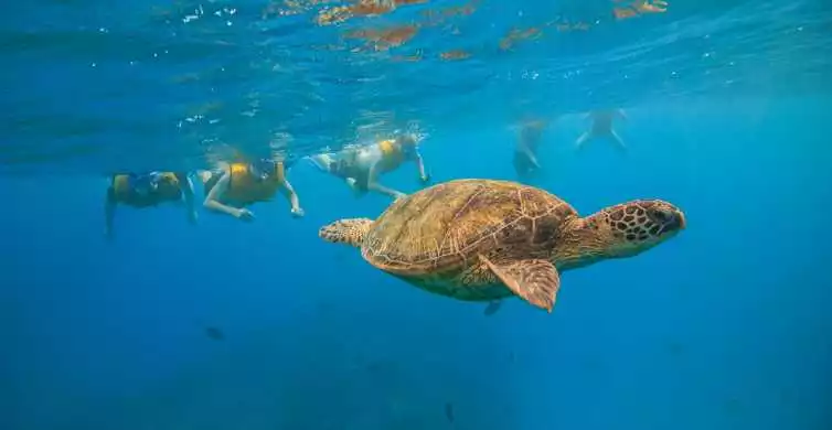 Waikiki: Turtle Canyons Snorkel Excursion | GetYourGuide