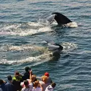 Boston: Whale Watching Catamaran Cruise | GetYourGuide