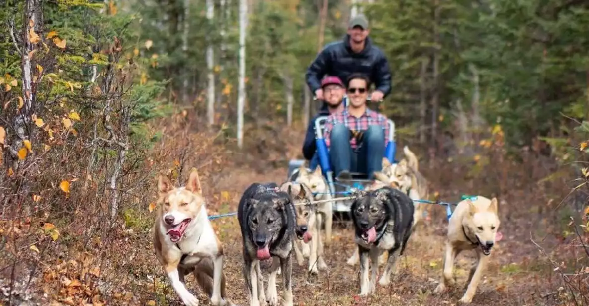 Willow: Summer Dog Sledding Ride in Alaska | GetYourGuide